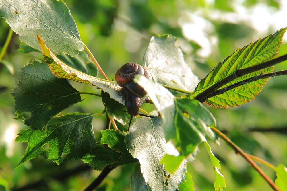 в лучах летнего солнышка...