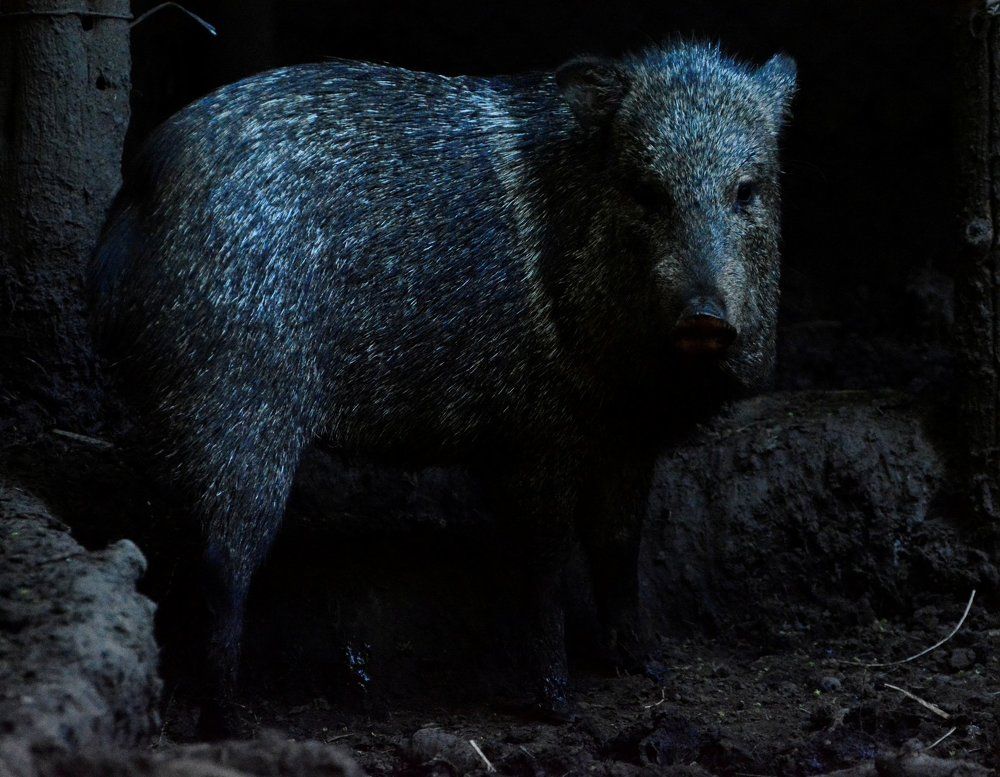 collared peccary in Argentina