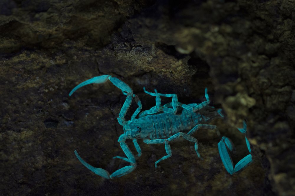 The Glowing Scorpion