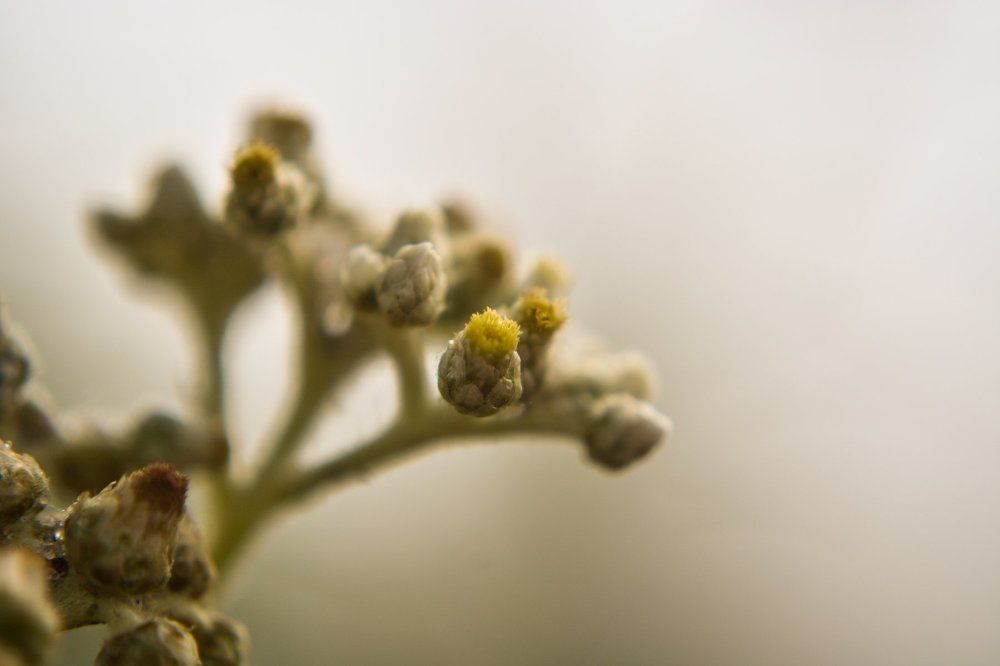 Flawless flora - Yellow Verbana