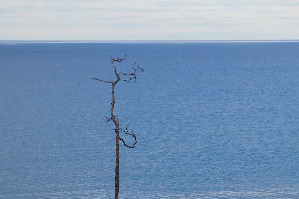 Танцующее дерево