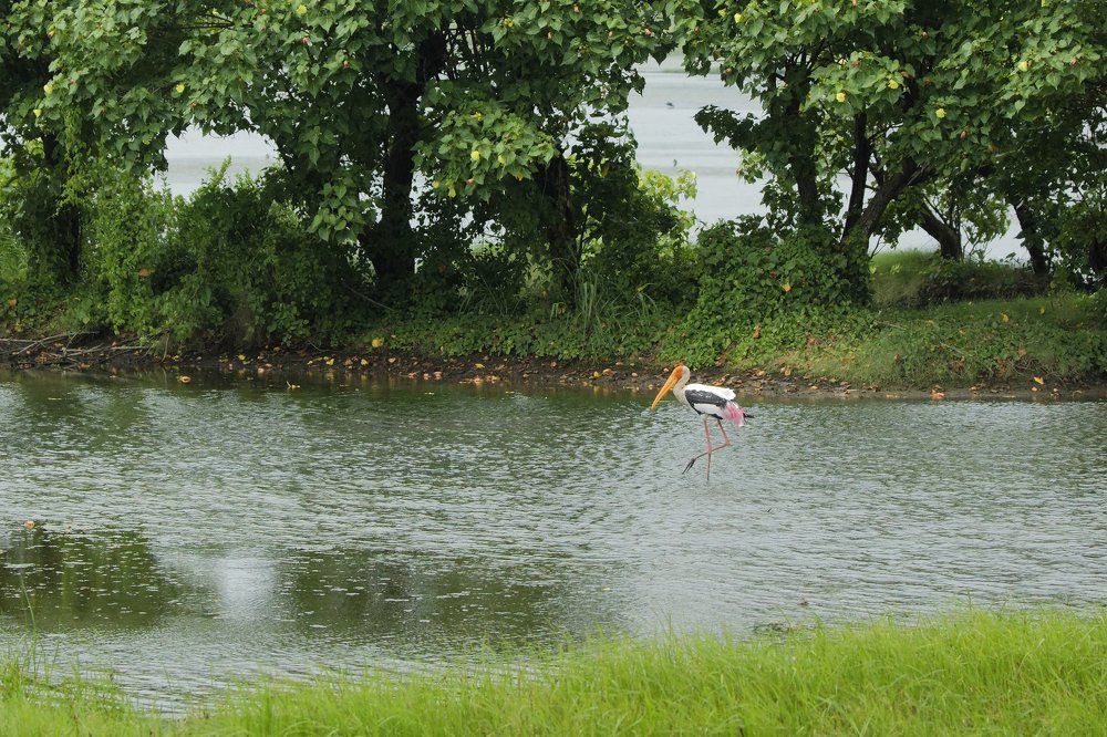 Painted stork in a clean lake