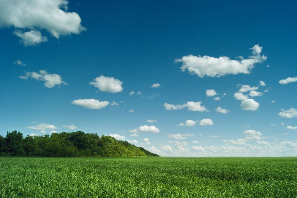 Изумрудные поля