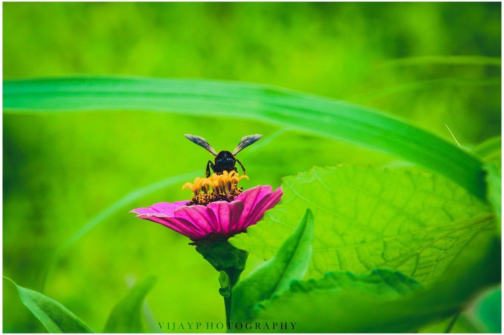 flora -flower stay bee