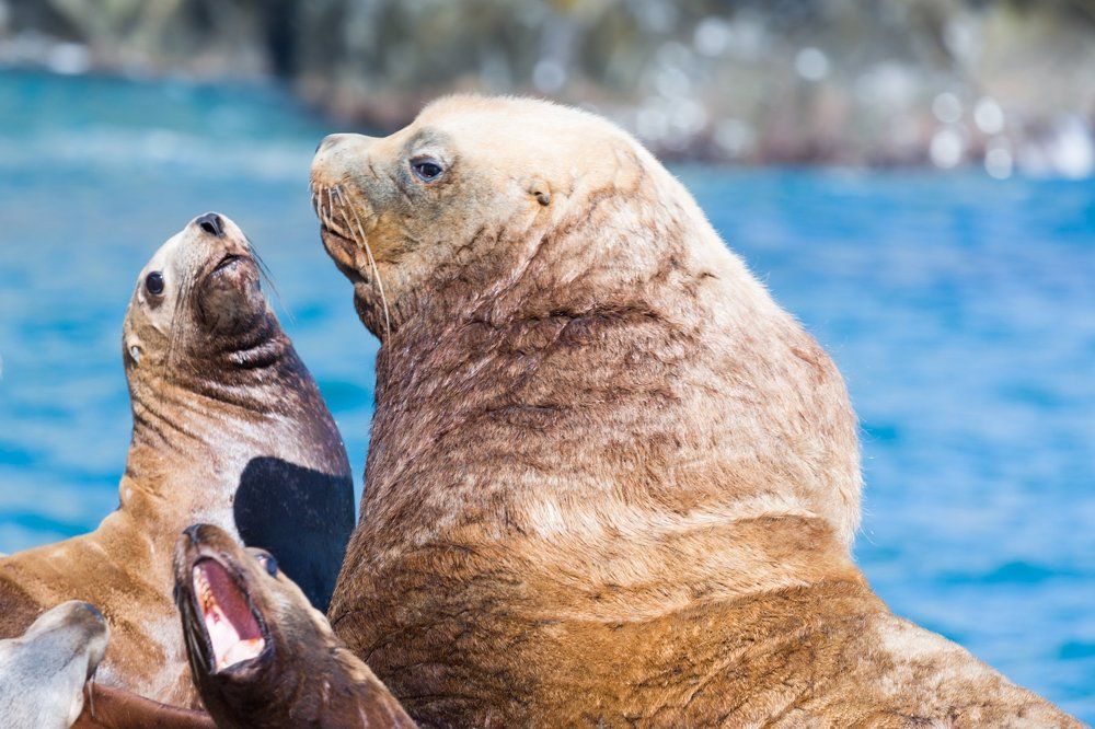 Зачем же так кричать?