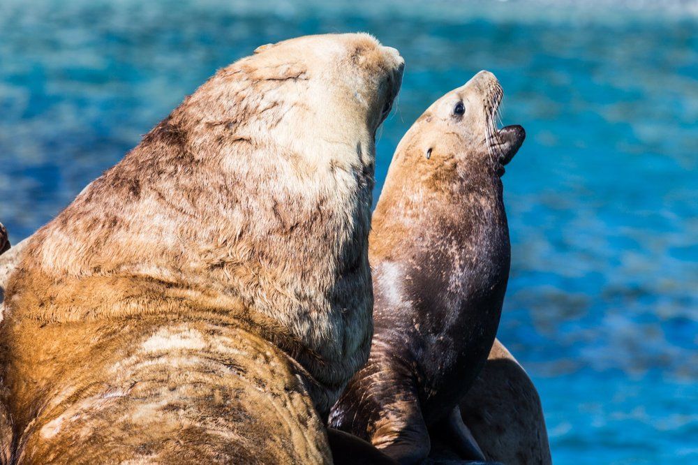 Спой, дорогая!