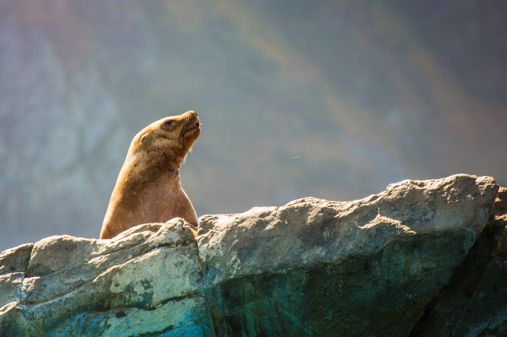 Случайный портрет