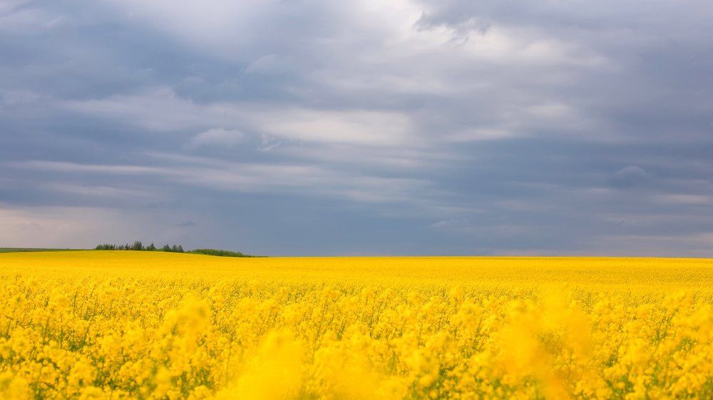Гляну в поле, гляну в небо - И в полях и в небе рай.