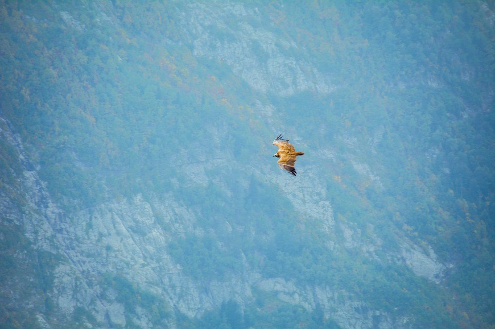 Выше полёта орла