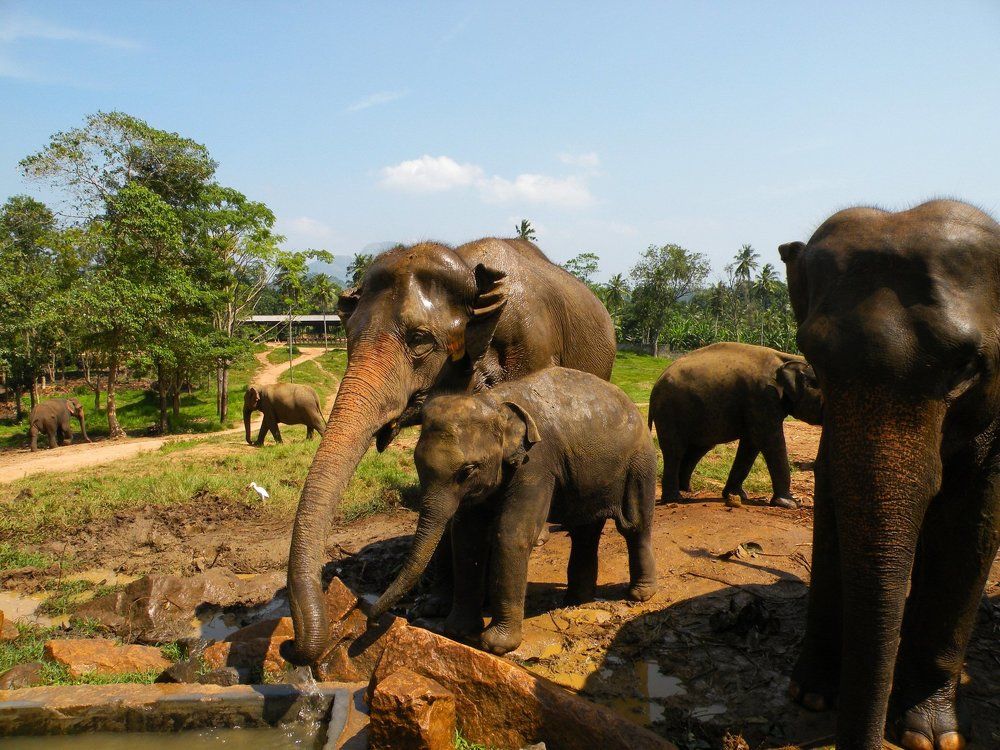 Мамина забота