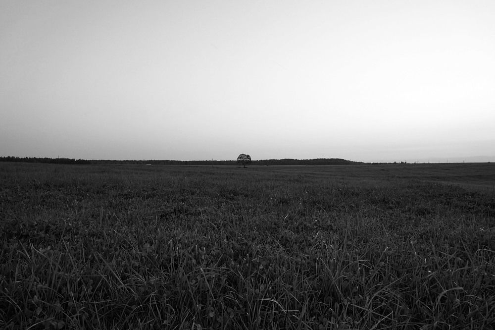 Одиноко стоящее дерево ...