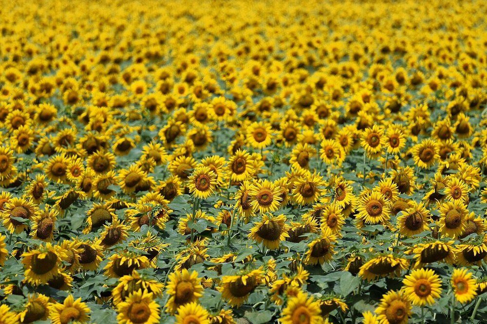 Подсолнухи