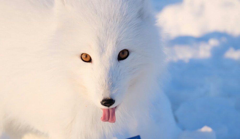 Глаза, нос, язык.