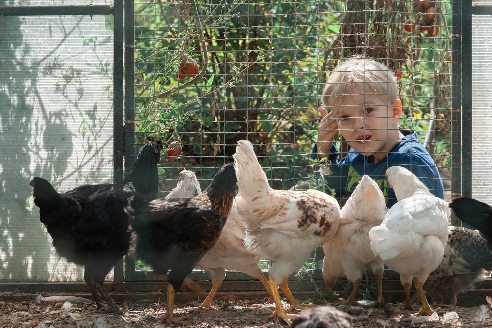 Ну-ка, куры, встаньте в ряд!