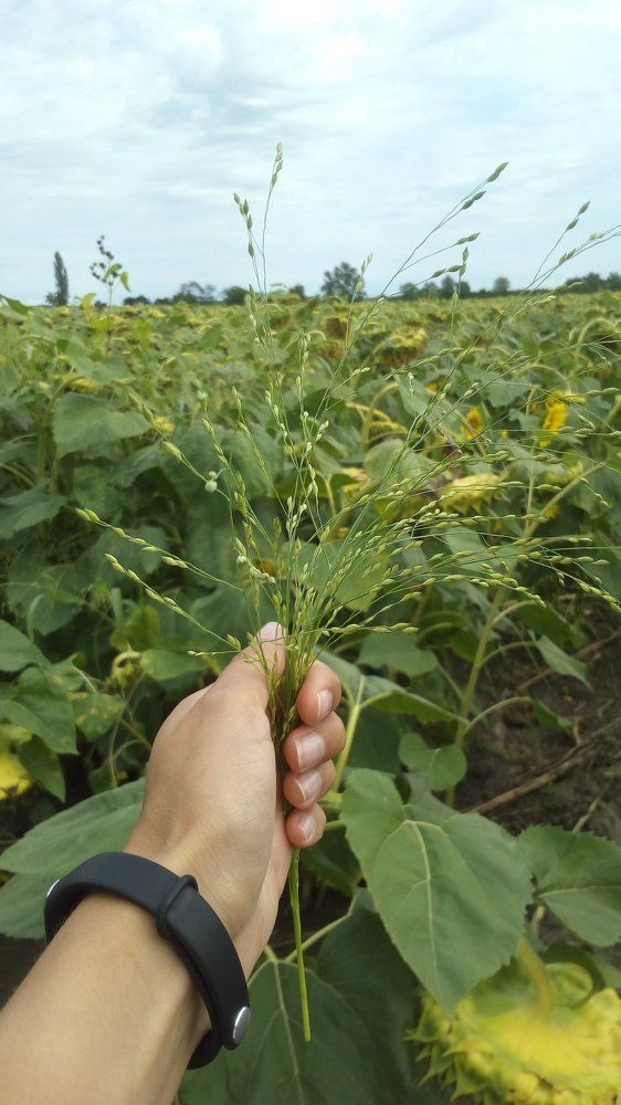 Подсолнухи