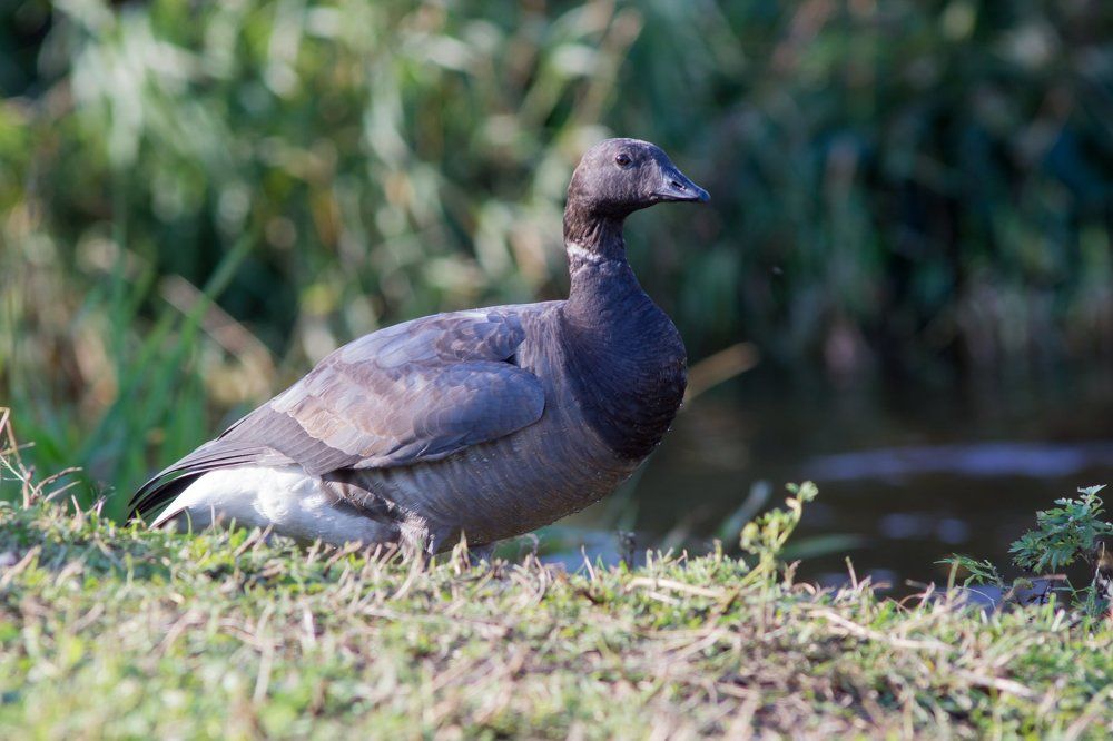 Черная казарка