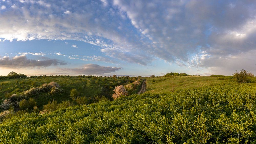 Вечер в поле