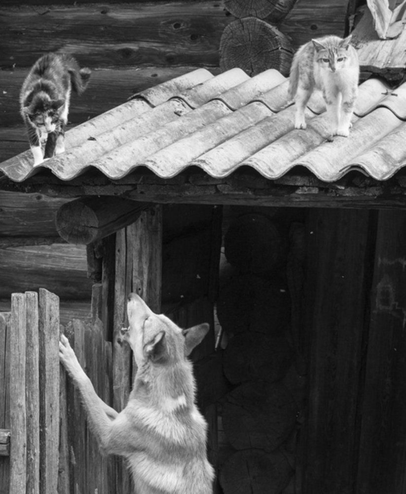 Вечные враги!