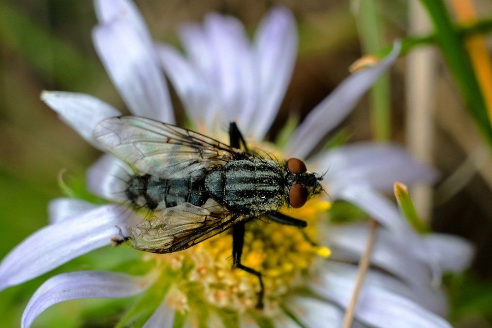 Муха-сладкоежка