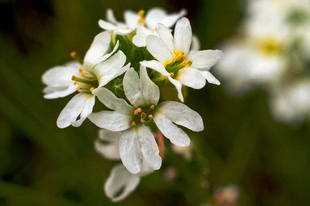 Цветы для лилипута