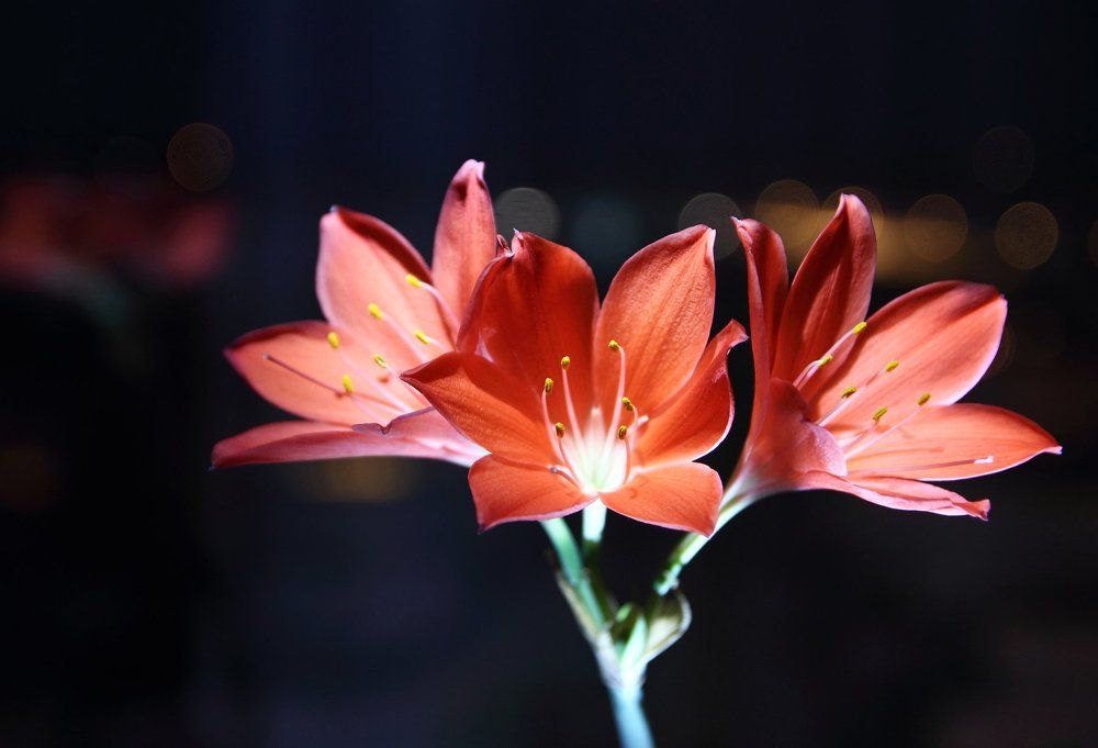 Photograph by Irina Volkova