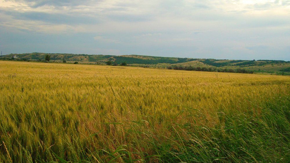 Ростовские поля