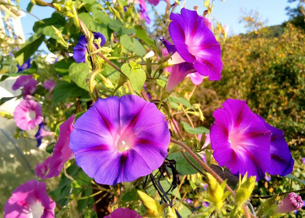 утренние звоночки