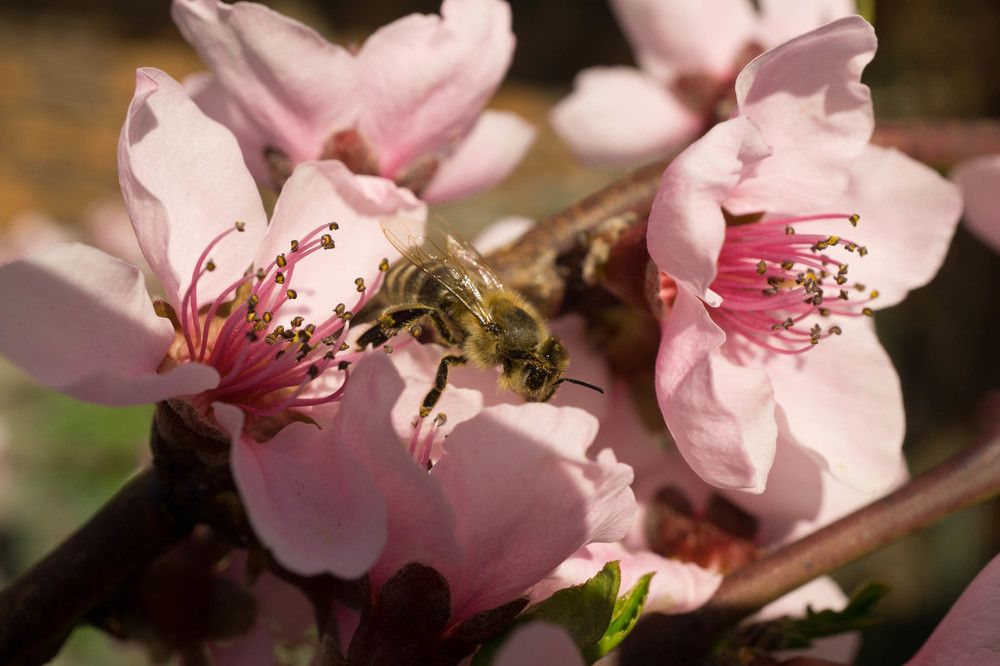 Пчела в пыльце