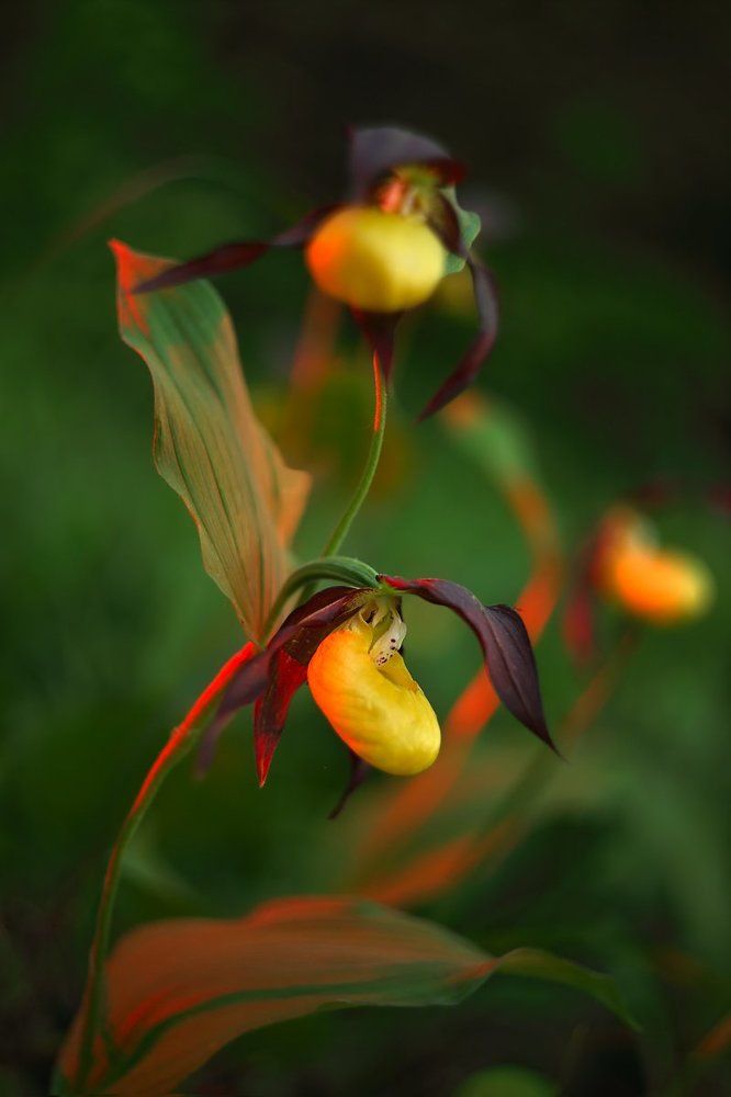 Изгибы нежные весны