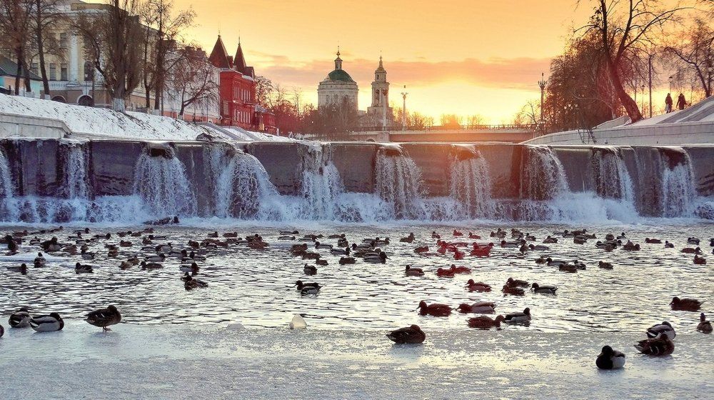 Дикие утки зимуют в городе
