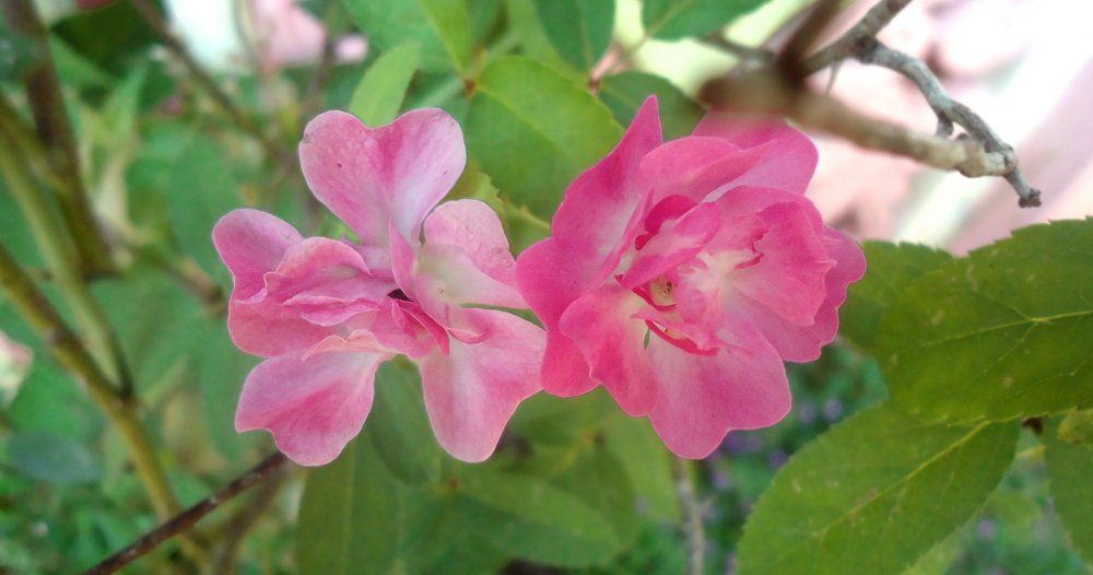 Twin Roses