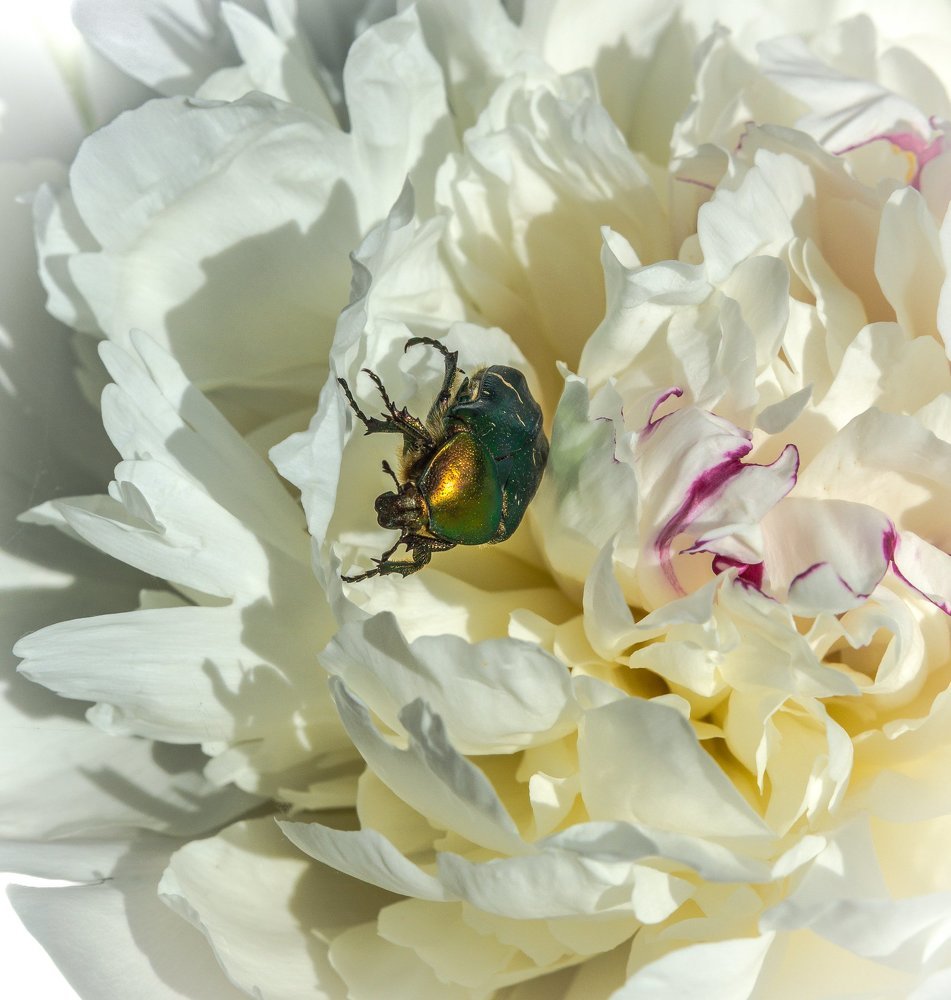 На цветке пиона...