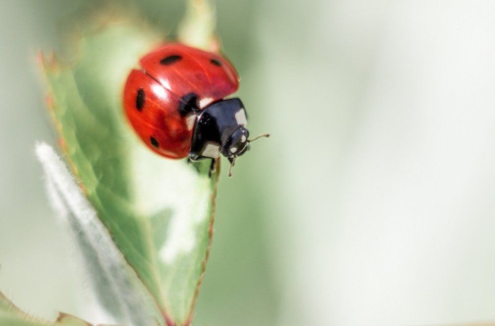 Photograph by Alexander Slizh