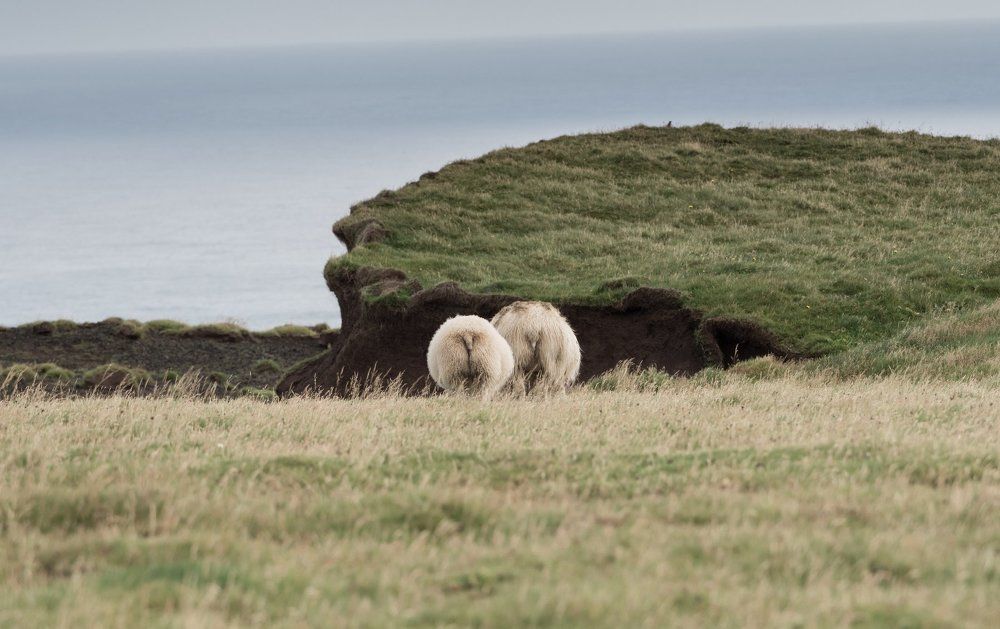 Исландские овечки)