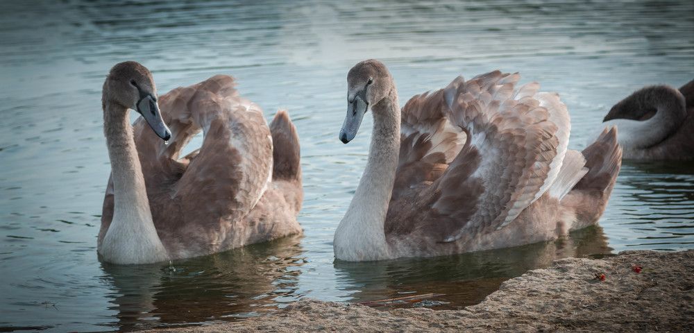 первогодки