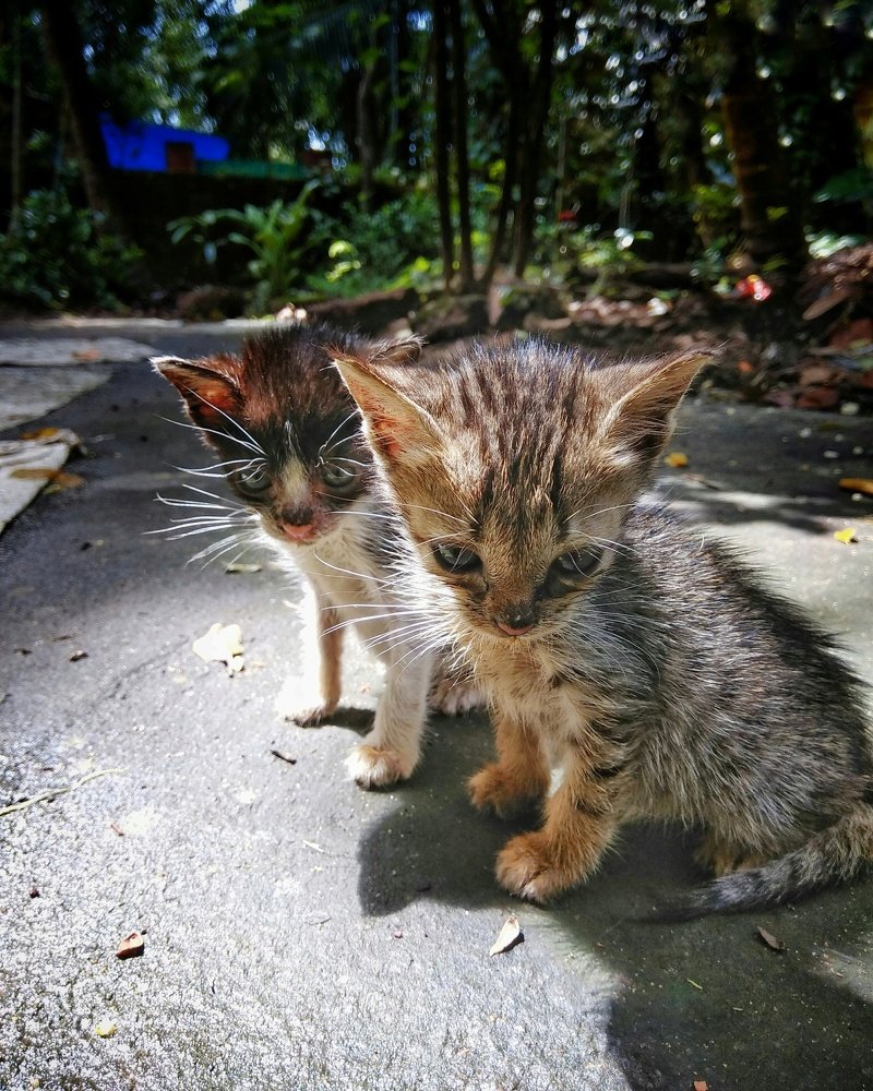 Little kitten waiting for mom