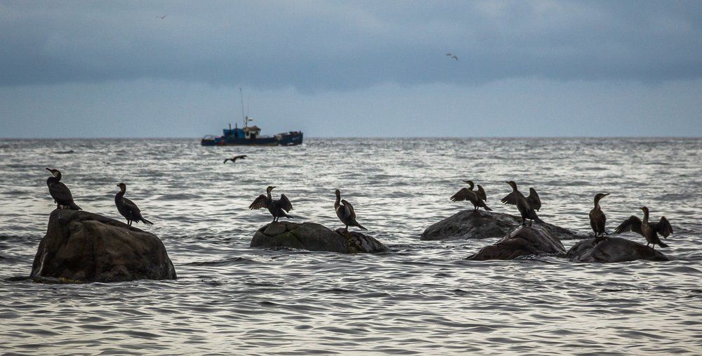 Курильские бакланы.