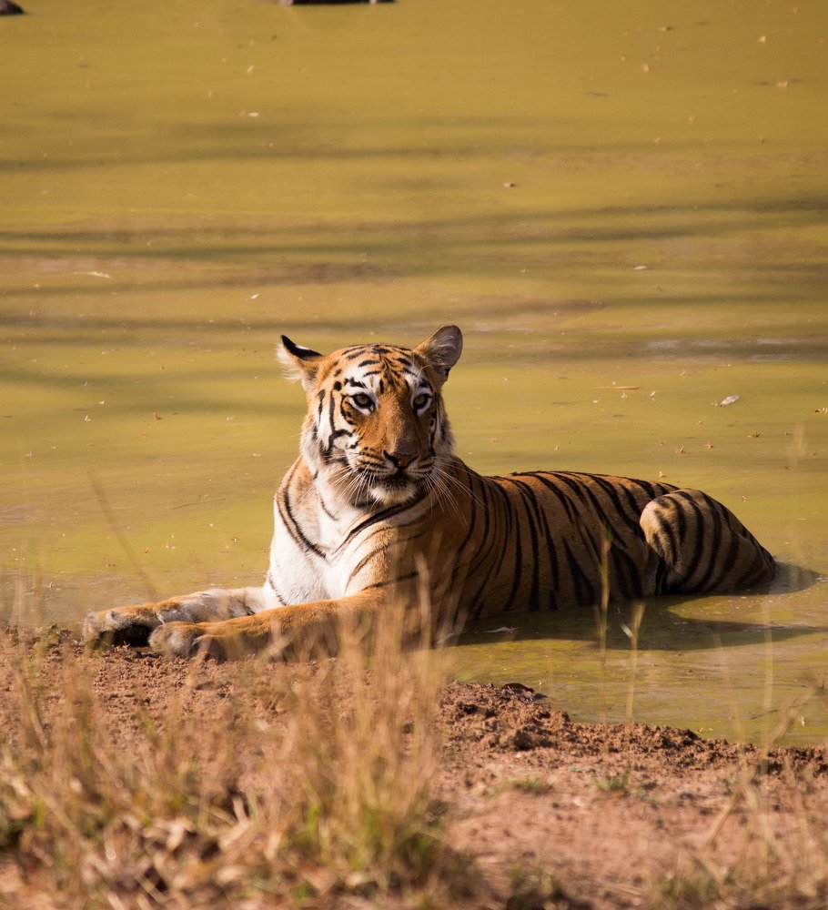 Tigress in Pool