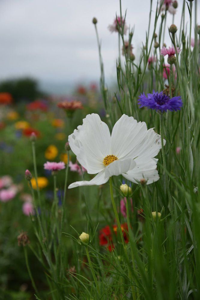 Разноцветье.
