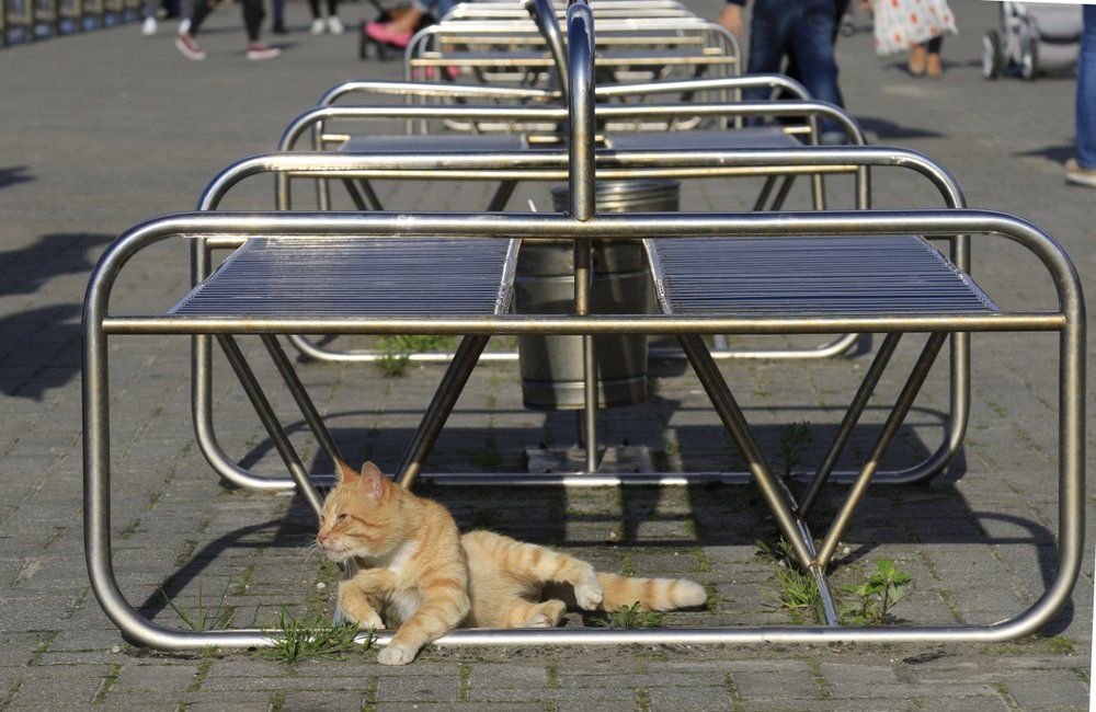 полноправный житель города