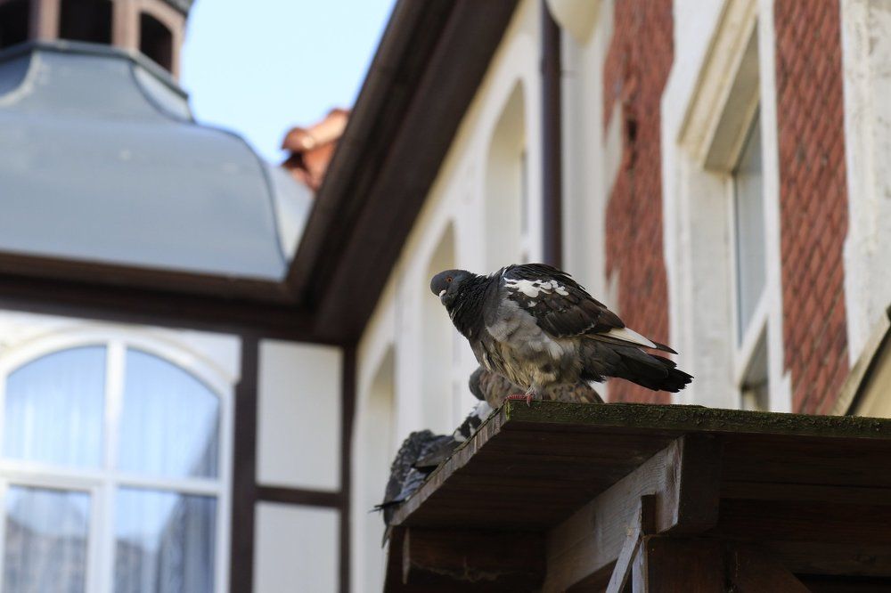 пернатые жители города