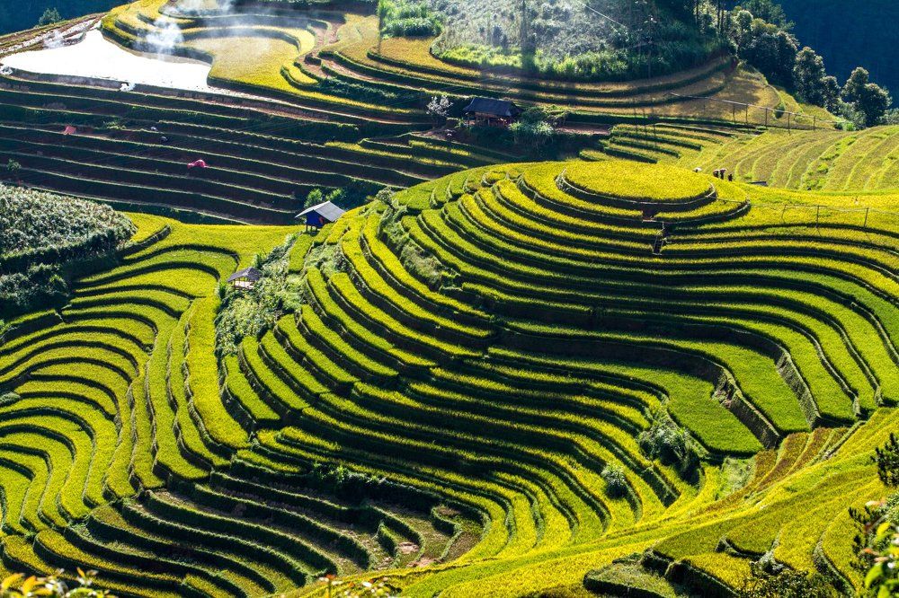 Mu Cang Chai terraced rice field
