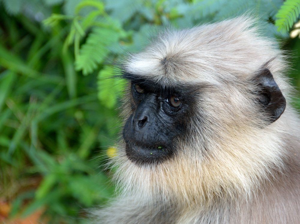Portrait of a Langur