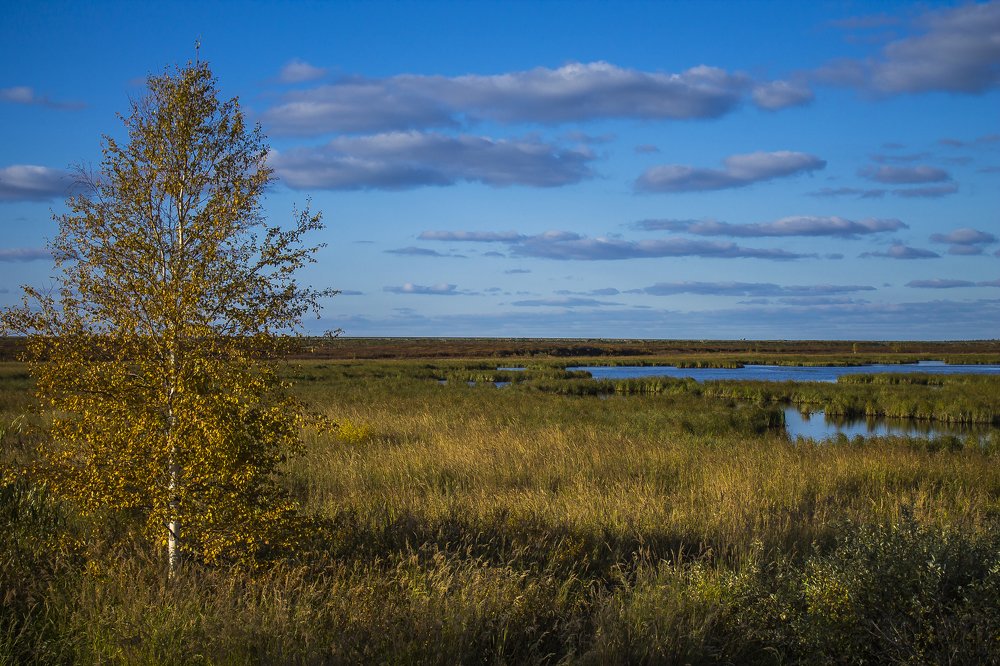 Ямальские  березы
