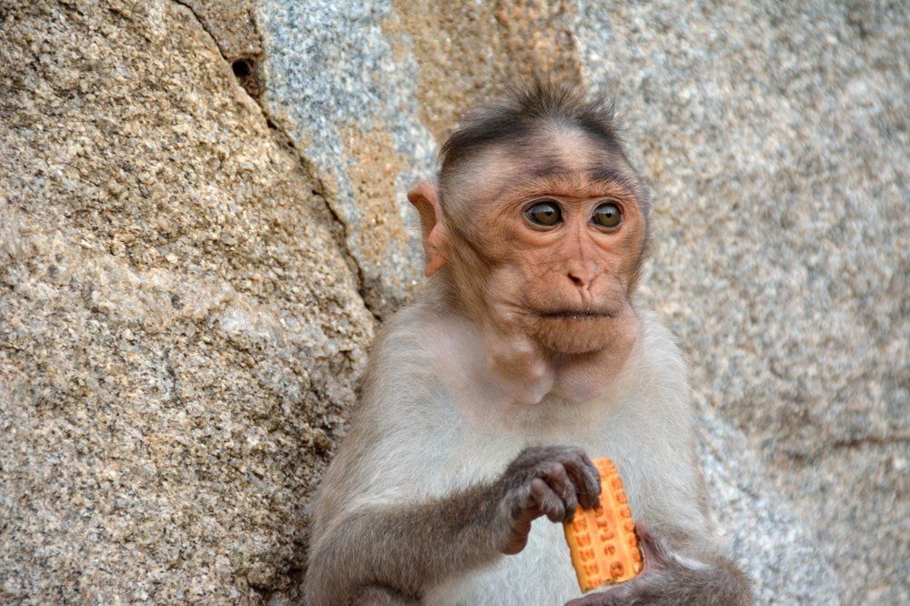 A baby monkey eating a biscuit