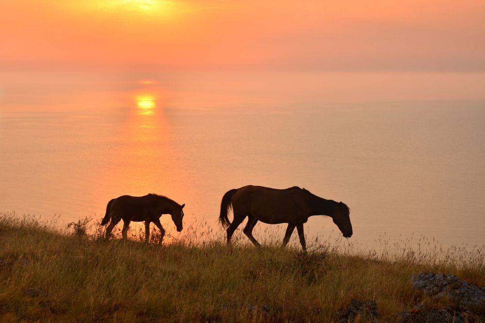 Ходят кони над...