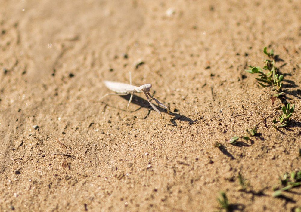 Prairie mantis