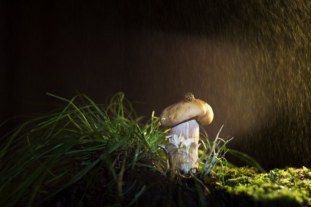 Мелкий грибник...