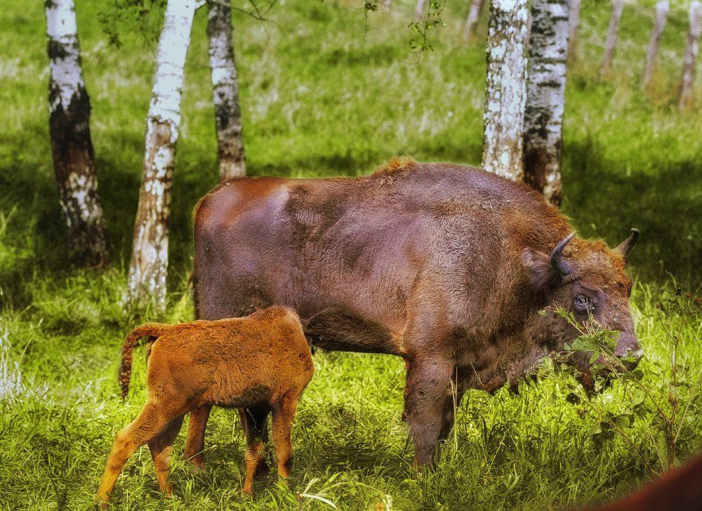 материнство