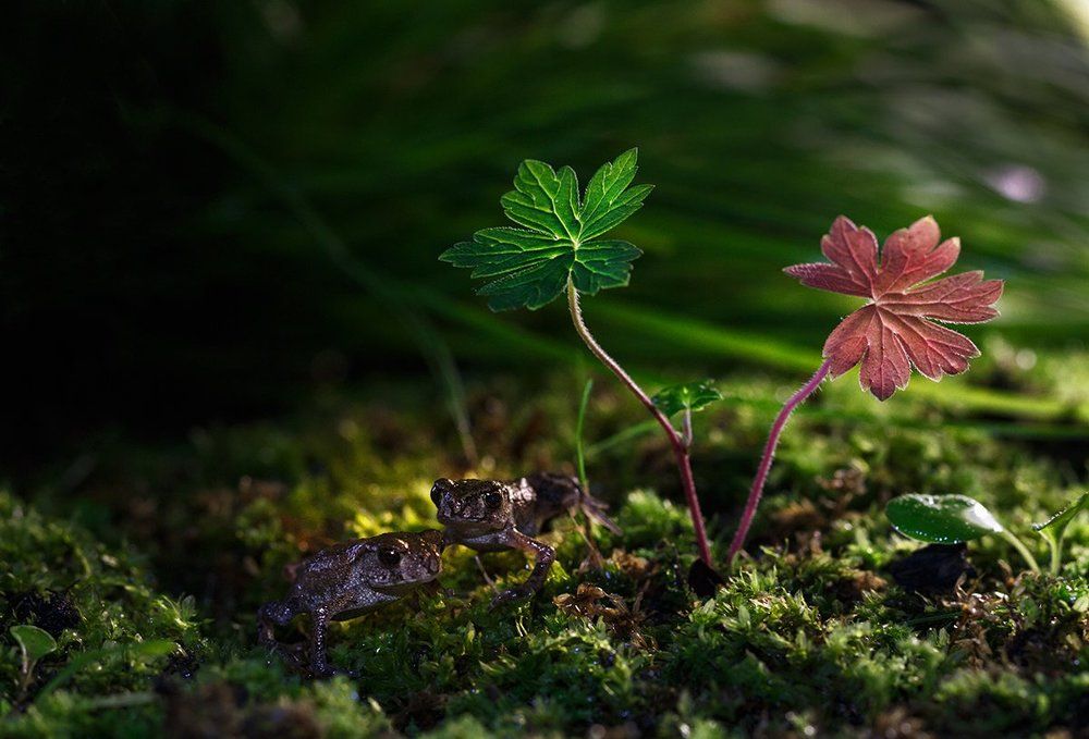 Два брата...